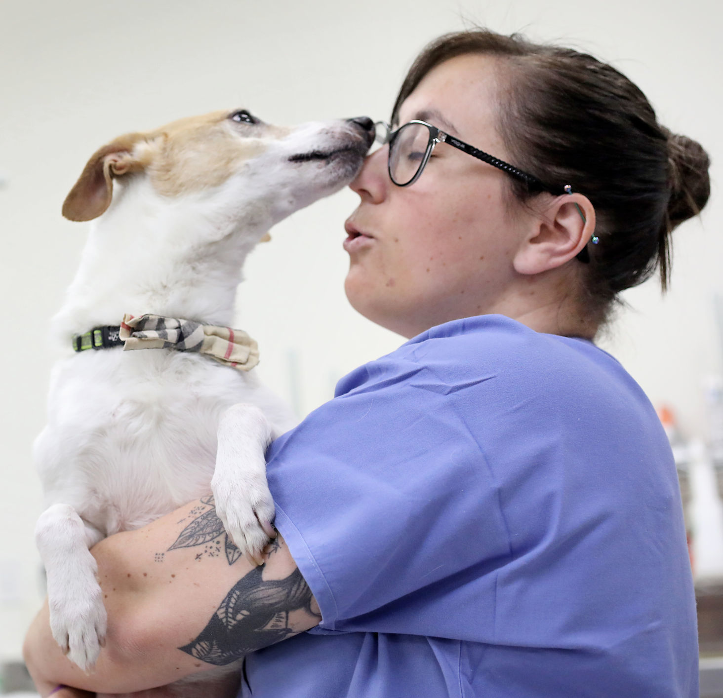 No. 19: Rat terrier